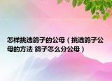 怎样挑选鸽子的公母（挑选鸽子公母的方法 鸽子怎么分公母）