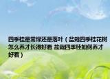四季桂是常绿还是落叶（盆栽四季桂花树怎么养才长得好看 盆栽四季桂如何养才好看）