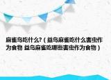 麻雀鸟吃什么?（益鸟麻雀吃什么害虫作为食物 益鸟麻雀吃哪些害虫作为食物）