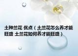 土种兰花 优点（土兰花怎么养才能旺盛 土兰花如何养才能旺盛）
