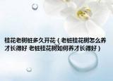 桂花老树桩多久开花（老桩桂花树怎么养才长得好 老桩桂花树如何养才长得好）
