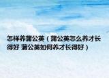 怎样养蒲公英（蒲公英怎么养才长得好 蒲公英如何养才长得好）
