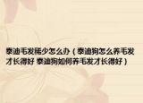 泰迪毛发稀少怎么办（泰迪狗怎么养毛发才长得好 泰迪狗如何养毛发才长得好）