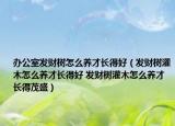 办公室发财树怎么养才长得好（发财树灌木怎么养才长得好 发财树灌木怎么养才长得茂盛）