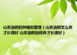 山茶油树的种植和管理（山茶油树怎么养才长得好 山茶油树如何养才长得好）