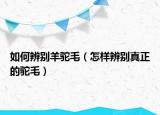 如何辨别羊驼毛（怎样辨别真正的驼毛）