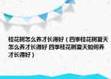 桂花树怎么养才长得好（四季桂花树夏天怎么养才长得好 四季桂花树夏天如何养才长得好）