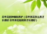 忍冬花的种植和养护（忍冬茶花怎么养才长得好 忍冬茶花如何养才长得好）