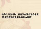 菱角几月份成熟（菱角没煮熟会不会中毒 菱角没煮熟就食用会导致中毒吗）