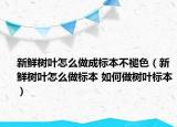 新鲜树叶怎么做成标本不褪色（新鲜树叶怎么做标本 如何做树叶标本）