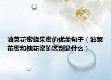 油菜花蜜蜂采蜜的优美句子（油菜花蜜和槐花蜜的区别是什么）