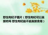 野生枸杞子图片（野生枸杞可以直接吃吗 野生枸杞能不能直接食用）
