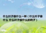 什么叶子像什么一样（什么叶子像什么 什么叶子像什么的例子）