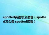 spotted英语怎么读音（spotted怎么读 spotted读音）