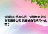锦鲤长白毛怎么治（锦鲤鱼身上长白毛用什么药 锦鲤长白毛病用什么药）