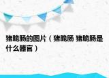 猪脆肠的图片（猪脆肠 猪脆肠是什么器官）