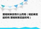 苦楮树果实有什么药用（楮的果实能吃吗 苦楮树果实能吃吗）