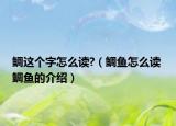 鲷这个字怎么读?（鲷鱼怎么读 鲷鱼的介绍）