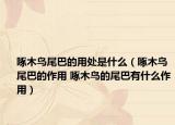 啄木鸟尾巴的用处是什么（啄木鸟尾巴的作用 啄木鸟的尾巴有什么作用）