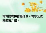 鸳鸯的鸯拼音是什么（鸯怎么读 鸯读音介绍）