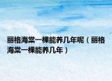 丽格海棠一棵能养几年呢（丽格海棠一棵能养几年）