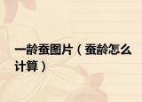 一龄蚕图片（蚕龄怎么计算）