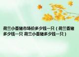 荷兰小香猪市场价多少钱一只（荷兰香猪多少钱一只 荷兰小香猪多少钱一只）