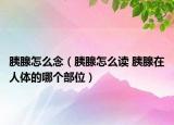 胰腺怎么念（胰腺怎么读 胰腺在人体的哪个部位）