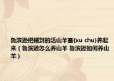 鲁滨逊把捕到的活山羊畜(xu chu)养起来（鲁滨逊怎么养山羊 鲁滨逊如何养山羊）