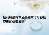 桂花树是乔木还是灌木（形容桂花树的优美成语）