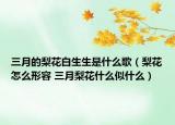 三月的梨花白生生是什么歌（梨花怎么形容 三月梨花什么似什么）