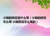 小猫的拼音是什么写（小猫的拼音怎么写 小猫拼音怎么写的）