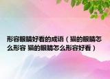 形容眼睛好看的成语（猫的眼睛怎么形容 猫的眼睛怎么形容好看）