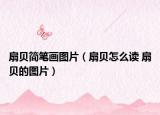 扇贝简笔画图片（扇贝怎么读 扇贝的图片）