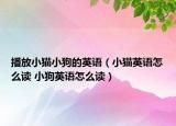 播放小猫小狗的英语（小猫英语怎么读 小狗英语怎么读）