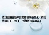 待到重阳日还来就菊花谜底是什么（待到重阳日下一句 下一句是还来就菊花）
