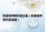 形容各种树叶的文案（形容各种树叶的成语）