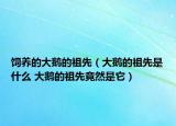 饲养的大鹅的祖先（大鹅的祖先是什么 大鹅的祖先竟然是它）