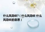 什么风劲吹?（什么风劲吹 什么风劲吹的意思）
