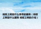 蚂蚁上树是什么意思的服务（蚂蚁上树是什么服务 蚂蚁上树的介绍）