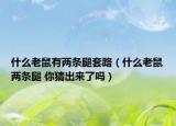 什么老鼠有两条腿套路（什么老鼠两条腿 你猜出来了吗）