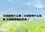火蝾螈有什么用（火蝾螈有什么危害 火蝾螈有哪些危害）