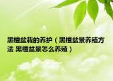黑檀盆栽的养护（黑檀盆景养殖方法 黑檀盆景怎么养殖）