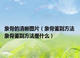 象骨的清晰图片（象骨鉴别方法 象骨鉴别方法是什么）