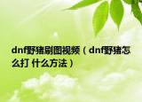 dnf野猪刷图视频（dnf野猪怎么打 什么方法）