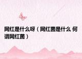 网红是什么呀（网红菌是什么 何谓网红菌）