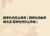 四季牡丹怎么样养（四季牡丹的养殖方法 四季牡丹怎么养殖）