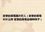 发芽的草莓图片吓人（发芽的草莓长什么样 发芽的草莓是哪种样子）