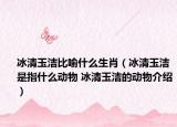 冰清玉洁比喻什么生肖（冰清玉洁是指什么动物 冰清玉洁的动物介绍）
