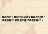 袋鼠图片（袋鼠中其实大多数都是左撇子还是右撇子 袋鼠是左撇子还是右撇子）